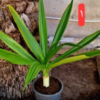 گل طبیعی زیر قیمت بازار