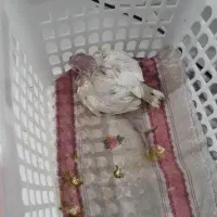 جوجه عروس هلندی