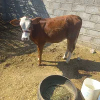 گوساله ماده سمینتال فاریاب|حیوانات مزرعه|فاریاب, |دیوار