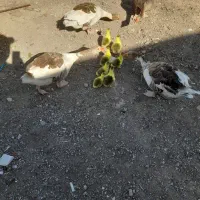 فروش و معاوضه غازمحلی