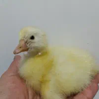 جوجه غاز قوغاز اصل