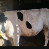 ۳عدد گوساله نر