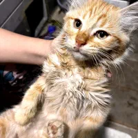 واگذاری گربه|گربه|سقز, |دیوار