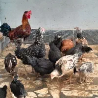 مرغ و خروس|حیوانات مزرعه|مرزیکلا, |دیوار