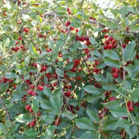 آلبالو درجه یک