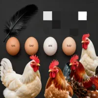 تخم نطفه دار شما در انواع نژادها / خرید