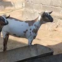 بز سومالی اصل|حیوانات مزرعه|چغادک, |دیوار