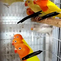 پرورش طوطی کوتوله برزیلی گرینچیک مرغ عشق قناری|پرنده|مشهد, ایثارگران|دیوار