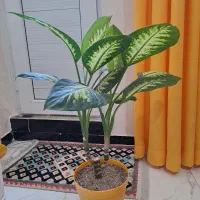 فروش گل دیفن