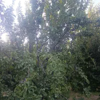 اجاره باغ