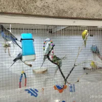 مرغ عشق مولد