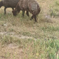 بره قوچی