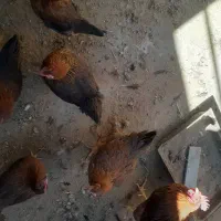 تخم  مرغ  محلی  نطفه  دار