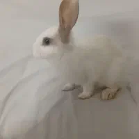 خرگوش سفید