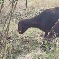 قزل افشار اصل