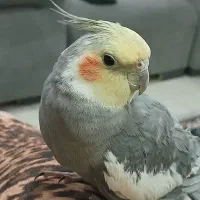 عروس سخنگو بازیگوش