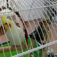 یک جفت عروس هلندی