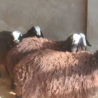 گوسفند شال بره