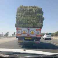 بیده خشک بدون علف