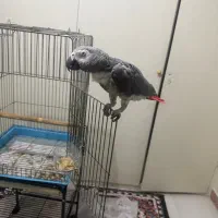 کاسکو