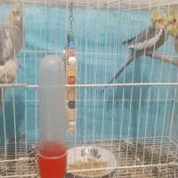 معاوضه با ویدیو|پرنده|رضویه, |دیوار