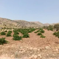 فروش باغ روستای بردج قابل معاوضه|فروش زمین و ملک کلنگی|شیراز, نصر|دیوار