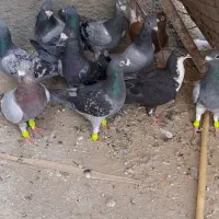 کبوتر|پرنده|زهک, |دیوار