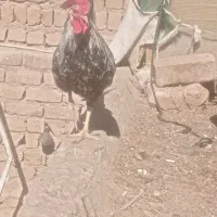 دو عدد خروس|حیوانات مزرعه|قم, ولیعصر|دیوار