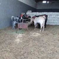 ۷راس بزوبزغاله