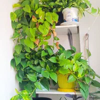 تعدادی پتوس و اشک تمساح  طبیعی وشاداب