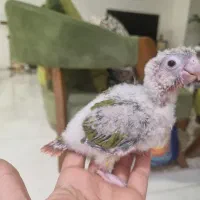 گرینچیک آناناسی سرلاکی|پرنده|گرمدره, |دیوار