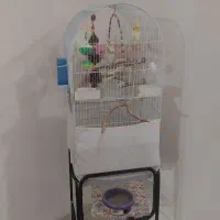 پرنده عروس هلندی