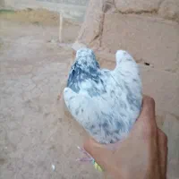 چهار کفتر به شرط ذات دار از هردوطرف جاده سونتو شرط