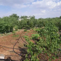 زمین با مجوز گلخانه|فروش دفتر صنعتی، کشاورزی، تجاری|تیران, |دیوار