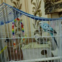 مرغ عشق سالم و اماده|پرنده|تهران, بیسیم|دیوار