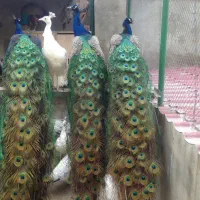 پرنده زینتی|پرنده|ارسنجان, |دیوار