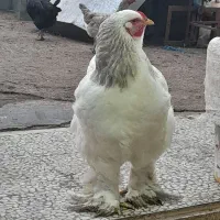 تخم نطفه دار برهما رومانی