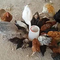 40تا جوجه 4 تا مرغ
