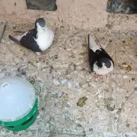کفتر کبوتر صده سیاه