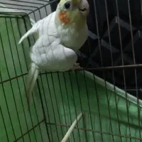 طوطی عروس
