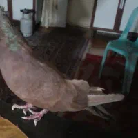 کبوتر سرخ گمشده