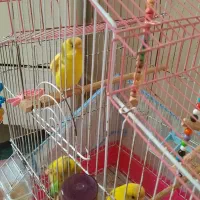 مرغ عشق رام و زیبا|پرنده|رشت, گلزاران|دیوار