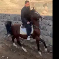 اسب کرد رقص پا عالی