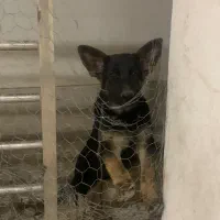 سگ ژرمن شولاین شناسنامه دار|سگ|گنبد کاووس, |دیوار