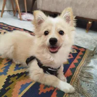 سگ پامر روباهی