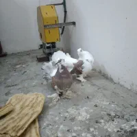 فروش|پرنده|گنبد کاووس, |دیوار