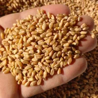 گندم بوجاری درجه یک