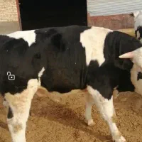 فروش 5عدد گوساله چاق