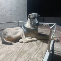 توله افغان اصیل