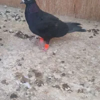 کبوتر زاغ نشون دار تهرانی شهرستانی|پرنده|تهران, سبلان (لشگر)|دیوار